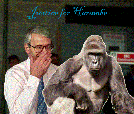 john major supports justice for harambe
